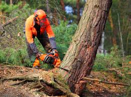 How Our Tree Care Process Works  in  Holiday Heights, NJ