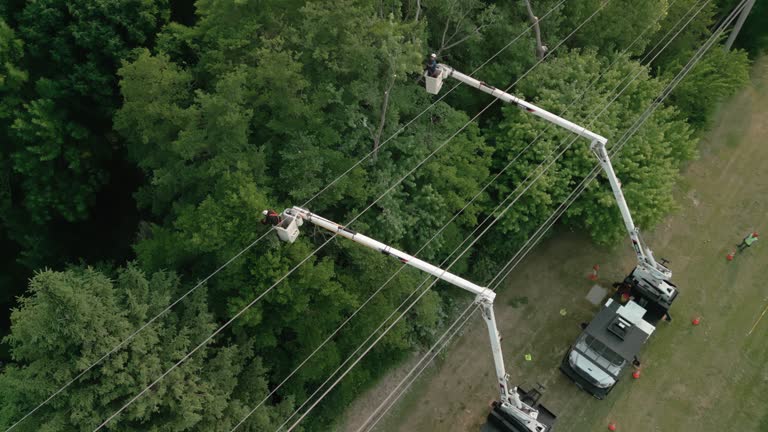 Holiday Heights, NJ Tree Services Company